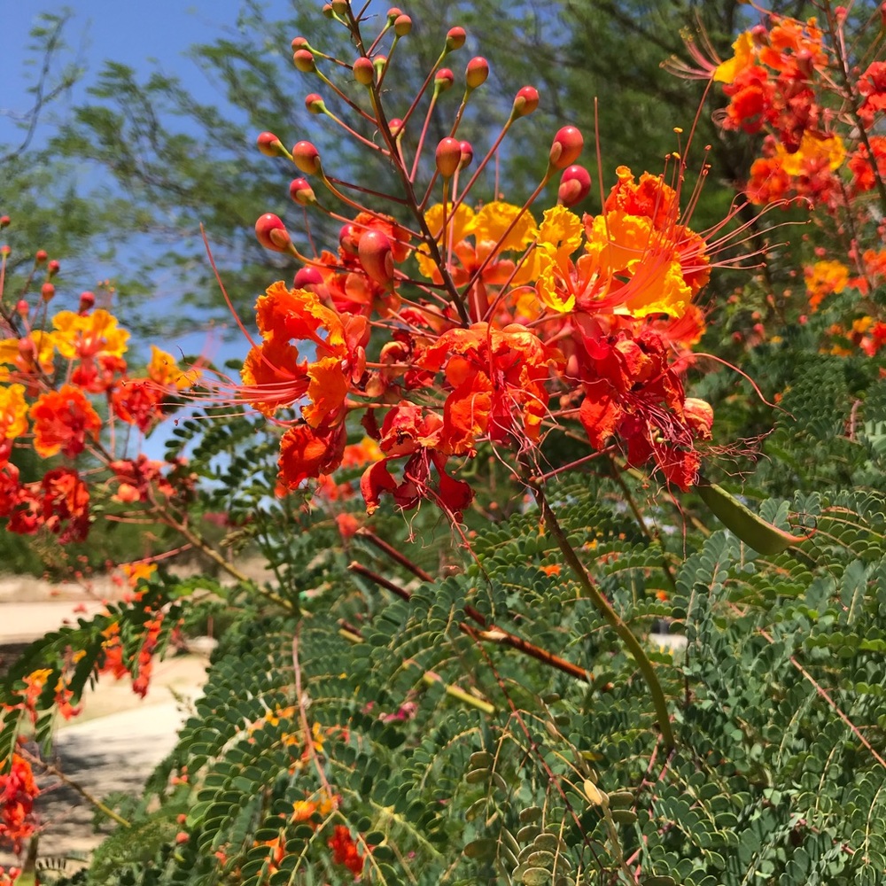 Test Flowers 1